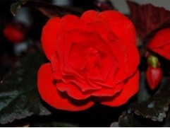 Бегония клубневая "Mocca Scarlet" (Контейнер 0,5л)