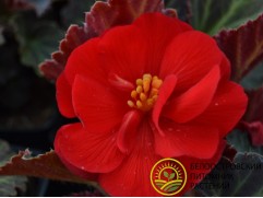 Бегония клубневая "Mocca Cherry" (Контейнер 0,5л.)