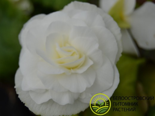 Бегония клубневая "Mocca White" (Контейнер 0,5л.) Бегония клубневая "Mocca White" (Контейнер 0,5л.)