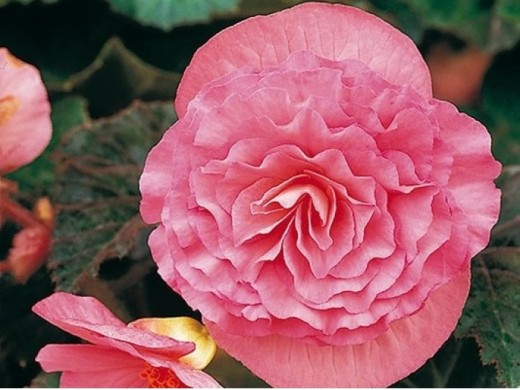 Бегония клубневая "NonStop Pink" (Контейнер 0,5л.) Бегония клубневая "NonStop Pink" (Контейнер 0,5л.)