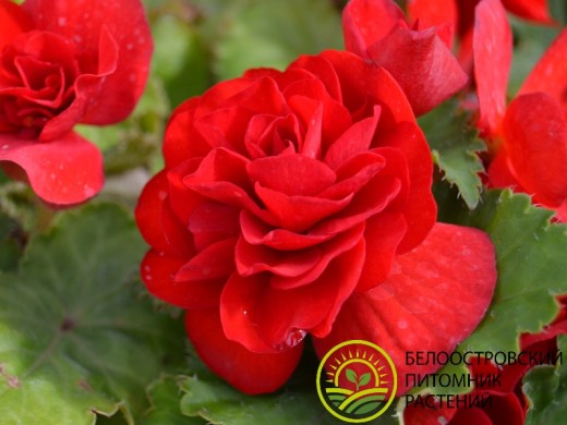 Бегония клубневая "NonStop Red" (Контейнер 0,5л.) Бегония клубневая "NonStop Red" (Контейнер 0,5л.)