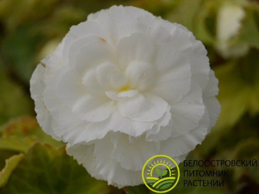 Бегония клубневая "NonStop White" (Контейнер 0,5л.) Бегония клубневая "NonStop White" (Контейнер 0,5л.)