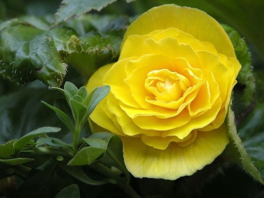 Бегония клубневая "NonStop Yellow" (Контейнер 0,5л.) Бегония клубневая "NonStop Yellow" (Контейнер 0,5л.)