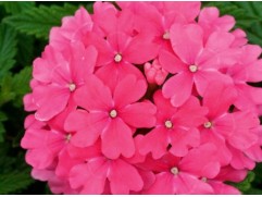 Вербена "Obsession Pink" (Контейнер 0,3л.)