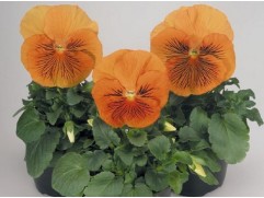 Виола виттрока "Cats Orange" (Контейнер 0,3л.)