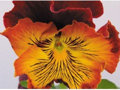 Виола виттрока "Cats Red Gold" (Контейнер 0,3л.)