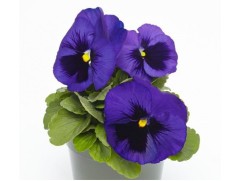 Виола виттрока "DeluXXe Blue Surprise" (Контейнер 0,3л.)