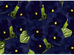 Виола виттрока "DeluXXe Deep Blue Blotch" (Контейнер 0,3л.)