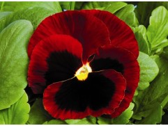 Виола виттрока "DeluXXe Red Blotch" (Контейнер 0,3л.)