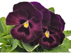 Виола виттрока "DeluXXe Rose Velour" (Контейнер 0,3л.)