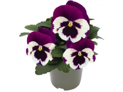 Виола виттрока "DeluXXe White Violet Wing" (Контейнер 0,3л.)