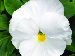 Виола виттрока "DeluXXe White" (Контейнер 0,3л.)