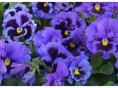 Виола виттрока "Frizzle Sizzle Blue" (Контейнер 0,3л.)