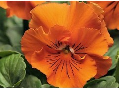 Виола виттрока "Frizzle Sizzle Orange" (Контейнер 0,3л.)