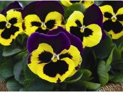 Виола виттрока "Inspire+Yellow Purple Wing" (Контейнер 0,3л.)