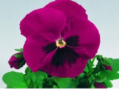 Виола виттрока "Inspire Carmine Blotch" (Контейнер 0,3л.)