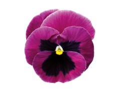 Виола виттрока "Inspire+Pink Shades" (Контейнер 0,3л.)