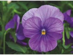 Виола виттрока "Inspire Lavender Blotch Shades" (Контейнер 0,3л.)