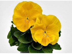 Виола виттрока "Inspire+ Yellow" (Контейнер 0,3л.)