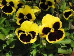 Виола виттрока "Inspire+ Yellow-Blotch" (Контейнер 0,3л.)