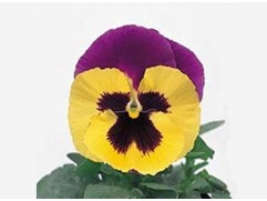 Виола виттрока "Major Patricia" (Контейнер 0,3л.)