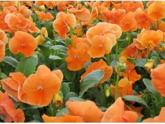 Виола виттрока "Select Orange" (Контейнер 0,3л.)