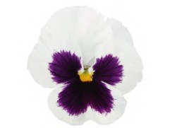 Виола виттрока "DeluXXe White Blotch" (Контейнер 0,3л.)