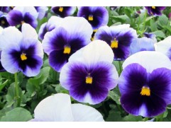 Виола виттрока "Inspire Beaconsfield" (Контейнер 0,3л.)