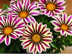 Гацания "Big-Kiss White Flame" (Контейнер 0,3л.)