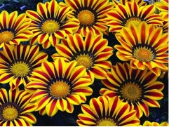 Гацания "Big-Kiss Yellow Flame" (Контейнер 0,3л.)