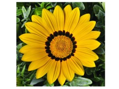 Гацания "Corazon Yellow" (Контейнер 0,3л)