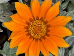 Гацания "Frosty Orange" (Контейнер 0,3л)