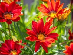 Гацания "Corazon Bronze Shades" (Контейнер 0,3л)