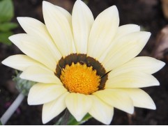 Гацания "Corazon White" (Контейнер 0,3л)