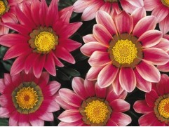 Гацания "Corazon Pink Shades" (Контейнер 0,3л)