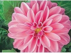 Георгина однолетняя "Emily Pink" (Контейнер 0,5л.)