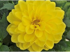 Георгина однолетняя "Julia Yellow" (Контейнер 0,5л.)