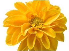 Георгина однолетняя "Linda Apricot" (Контейнер 0,5л.)