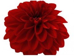 Георгина однолетняя "Patty Burgundy" (Контейнер 0,5л.)