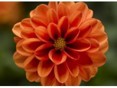 Георгина однолетняя "Rachel Orange" (Контейнер 0,5л.)