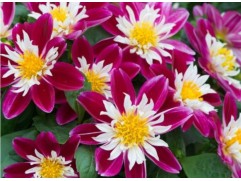 Георгина однолетняя "Surprise Becky Impr" (Контейнер 0,5л.)