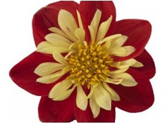 Георгина однолетняя "Surprise Cindy Red-Yellow" (Контейнер 0,5л.)