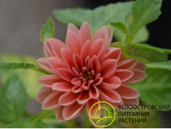 Георгина однолетняя "Surprise Lily" (Контейнер 0,5л.)