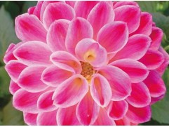 Георгина однолетняя "Surprise Louise" (Контейнер 0,5л.)