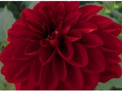 Георгина однолетняя "Tessy Red" (Контейнер 0,5л.)