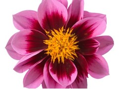 Георгина однолетняя "Surprise Demi Pink Bicolor" (Контейнер 0,5л)