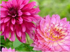 Георгина однолетняя "Gallery Bellini, Rose" (Контейнер 0,5л.)