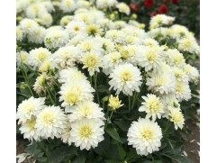 Георгина однолетняя "Gallery Art Fair White" (Контейнер 0.5л.)