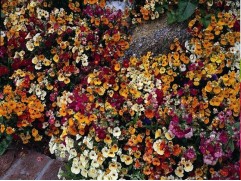 Губастик / Мимулюс "Magic mix" (Контейнер 0,3л.)