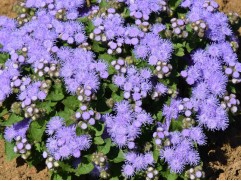 Агератум Хоустрона "Kona Blue" (Контейнер 0,3л)